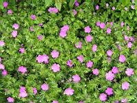 Geranium sanguineum (fam Geraniacees) (Asie septentrionale, Europe) (1) (Photo F. Mrugala)